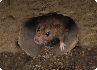 Desratização profissional contra ratos e camundongos