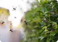 Controle de mosquitos e pernilongos